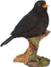 Vivid Arts Blackbird WBC-BLBD-D