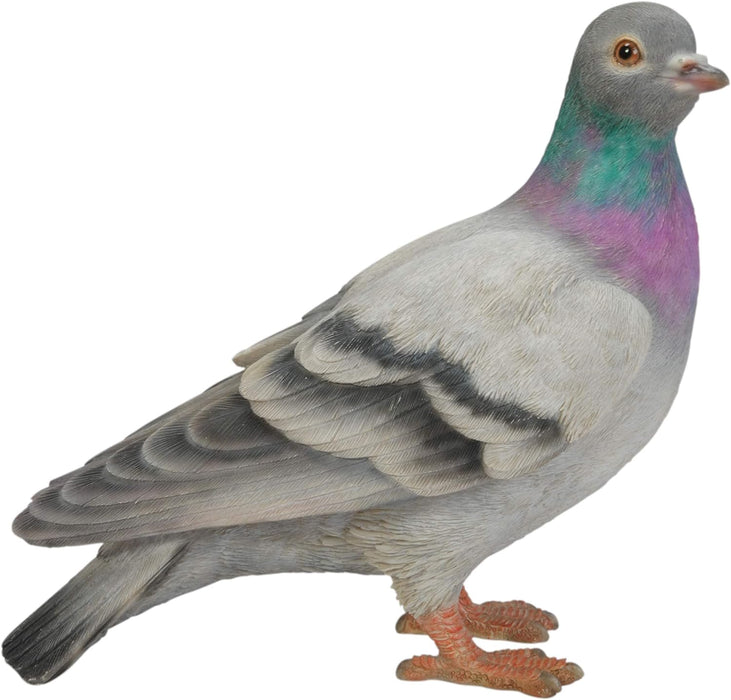 Vivid Arts Pigeon XRL-PGON-D