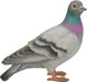 Vivid Arts Pigeon XRL-PGON-D