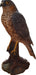 Vivid Arts Sparrowhawk XRL-SHAW-D