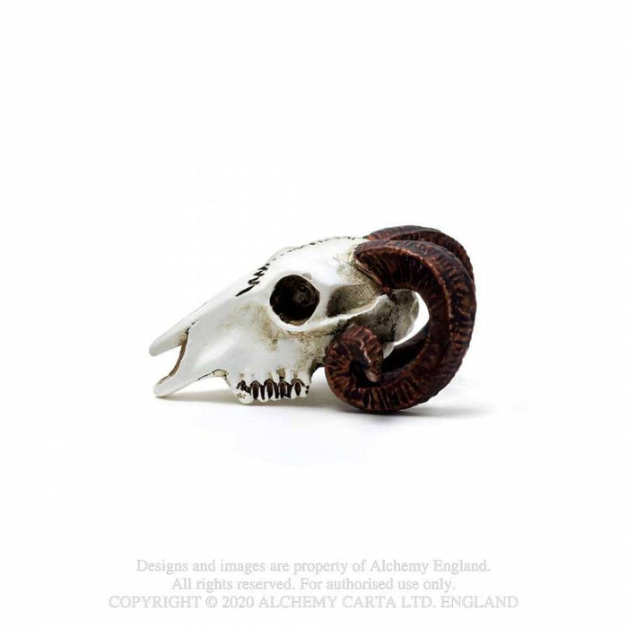 Alchemy Skull Ornament Miniature Rams Skull By Alchemy VM1