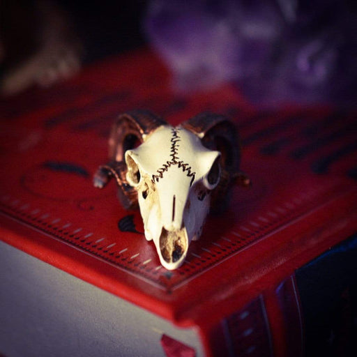 Alchemy Skull Ornament Miniature Rams Skull By Alchemy VM1