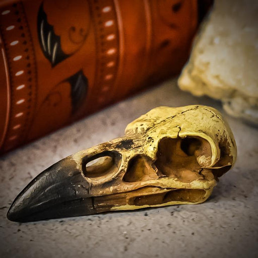 Alchemy Skull Ornament Reliquary Raven Skull By Alchemy V66