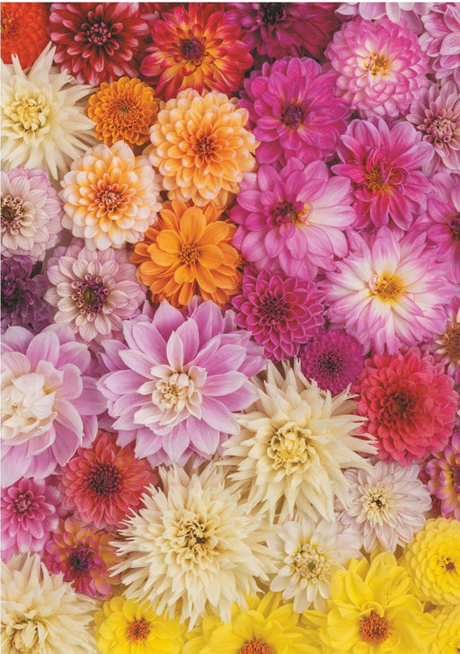 David Westnedge Jigsaw Puzzle Dahlias Jigsaw Puzzle P551840