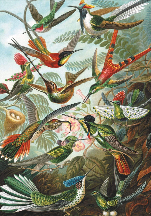 David Westnedge Jigsaw Puzzle Ernest Haeckel - Humming Birds Jigsaw Puzzle P552847A