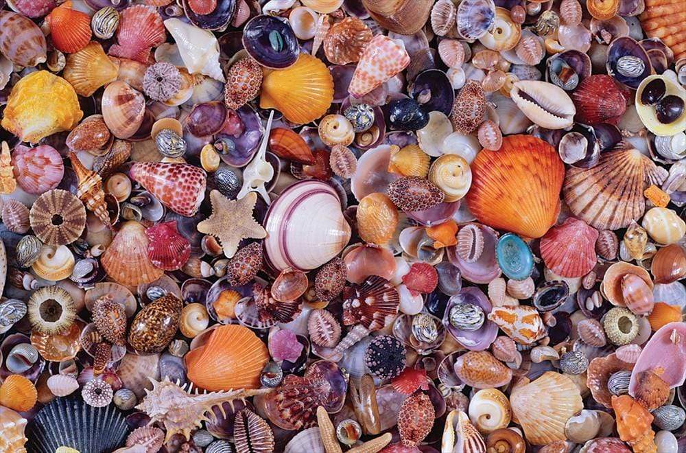 David Westnedge Jigsaw Puzzle Sea Shells Jigsaw Puzzle P566349