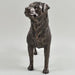 Fiesta Bronze Figurine Rottweiler sculpture Bronze Effect By Beauchamp ornament figurine 34068