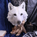 NEMESIS NOW Bust Wild Winter White Wolf Bust U4538N9
