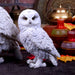 Nemesis Now Ornament Snowy Watch Small White Owl Ornament U4773P9