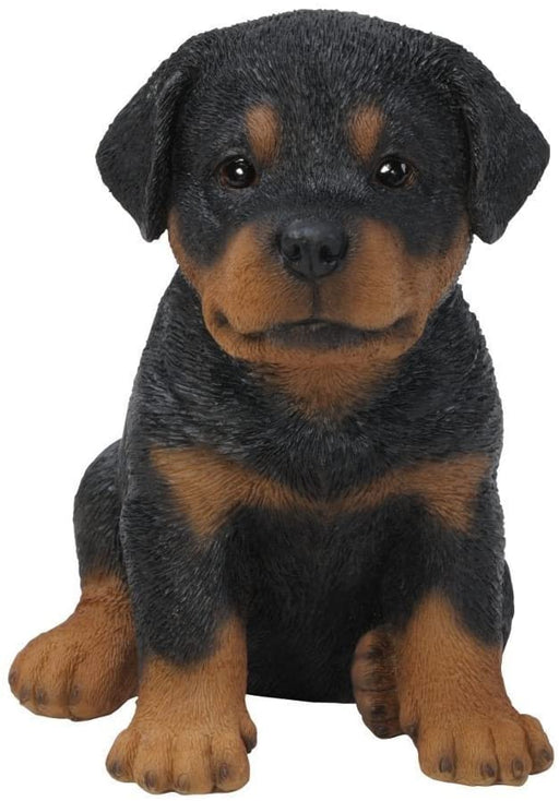 Vivid Arts Puppy Figurine Rottweiler Puppy Pet Pals Home or Garden Decoration PP-ROTT-F