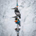 Wild Things Hanging Crystal Kingfisher Hanging Crystal Fantasy Rainbow Maker with Swarovski® Crystal 8061-KIN-KIN